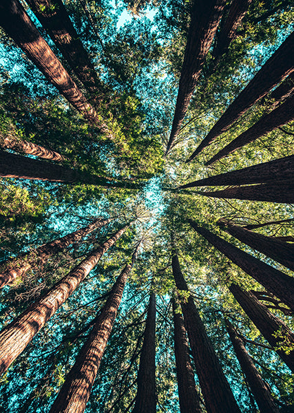 HF Off the Grid - Treetop